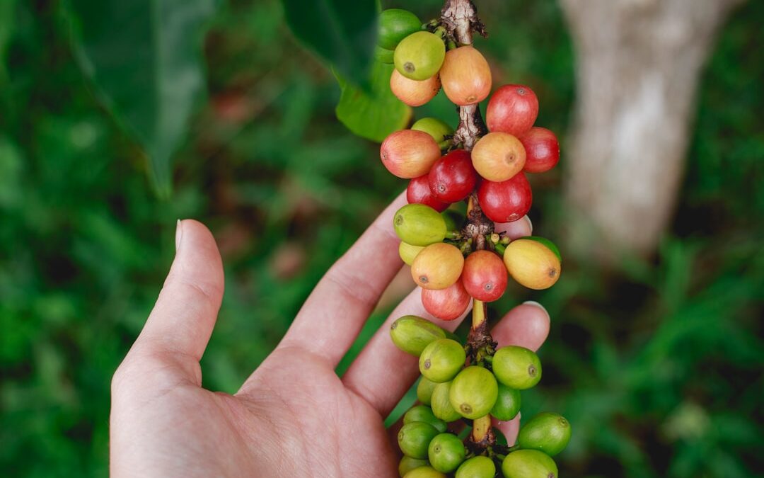From Farm to Ibrik: Why Transparency Matters