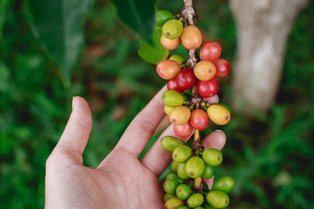 From Farm to Ibrik: Why Transparency Matters
